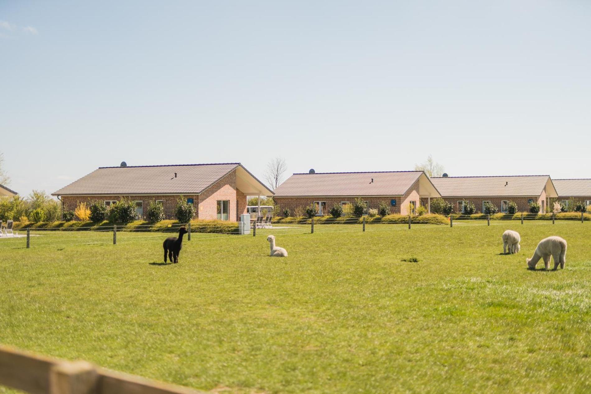 Buedlfarm - Der Familien-Erlebnishof In Strandnaehe Fehmarn Bagian luar foto