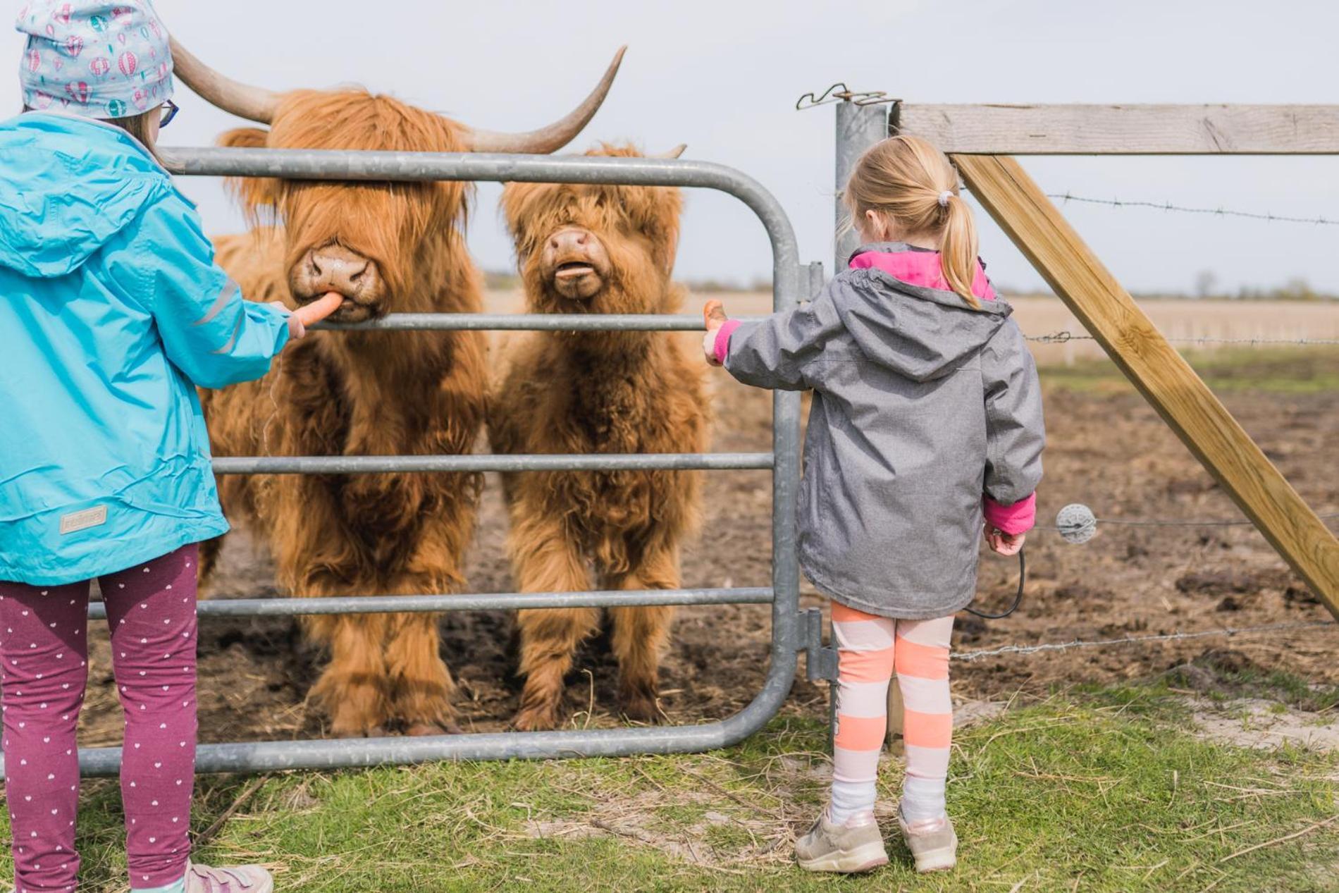Buedlfarm - Der Familien-Erlebnishof In Strandnaehe Fehmarn Bagian luar foto