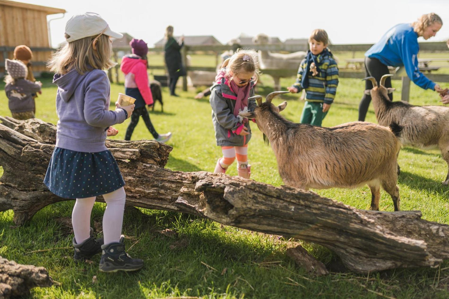 Buedlfarm - Der Familien-Erlebnishof In Strandnaehe Fehmarn Bagian luar foto